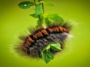 Juego Larva de orugas en línea