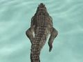 Juego Simulador de cocodrilo Hunte de playa en línea