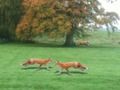 Juego Cazado Fox  en línea