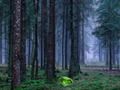 Juego Atardecer místico en el bosque  en línea