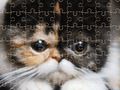Juego Rompecabezas de gatos exóticos  en línea