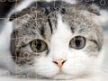 Juego Tiempo de rompecabezas de gatos  en línea