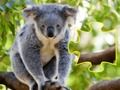 Juego Animal de mermelada de rompecabezas en línea