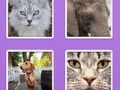 Juego Animales deslizantes de imágenes en línea
