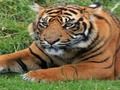Juego Trivia del zoológico  en línea