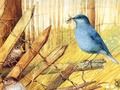 Juego Aves: rompecabezas artísticos  en línea