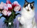 Juego Rompecabezas de gatos graciosos  en línea