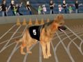 Juego Fiebre de carreras de perros locos  en línea