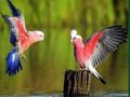 Juego Puzzle de pájaros  en línea