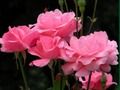 Juego Rosas rosadas  en línea