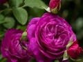 Juego Rosas moradas  en línea
