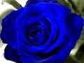 Juego Rosas azules  en línea