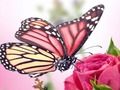 Juego Rompecabezas de mariposas  en línea