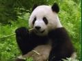 Juego Rompecabezas de pandas en línea