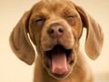 Juego Perrito gracioso  en línea