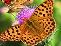 Juego Diapositiva de la mariposa  en línea
