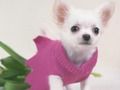 Juego Lindos cachorros rompecabezas en línea