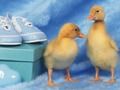 Juego Rompecabezas de criaturas adorables  en línea