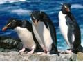Juego Diapositiva de pingüinos  en línea