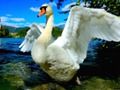 Juego Diapositiva de cisnes  en línea