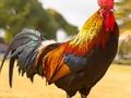 Juego Rompecabezas de pájaros domésticos  en línea