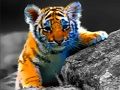 Juego Rompecabezas de animales salvajes del bebé  en línea