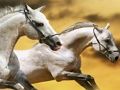 Juego Diapositiva de caballos en línea