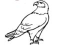 Juego Libro para colorear águila  en línea