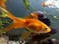 Juego Rompecabezas de peces dorados  en línea