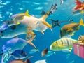 Juego Objetos ocultos: tobogán tropical  en línea