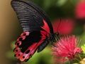 Juego Naturaleza Rompecabezas Mariposa  en línea