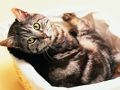 Juego Rompecabezas de perros y gatos divertidos  en línea