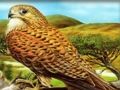 Juego Rompecabezas de aves de presa  en línea