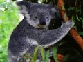 Juego Lindo bebé oso koala  en línea