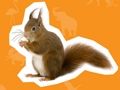 Juego Casa de animales  en línea