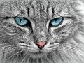 Juego Rompecabezas de ojo de gato  en línea