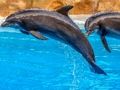 Juego Rompecabezas de delfines marinos  en línea