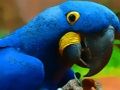 Juego Puzzle de pájaro loro  en línea