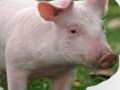 Juego Rasca y adivina animales  en línea