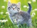 Juego Rompecabezas de gatitos  en línea