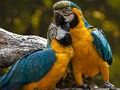 Juego Rompecabezas de loros  en línea
