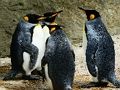 Juego Rompecabezas de pingüino rey  en línea