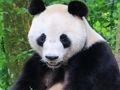 Juego Rompecabezas de animales  en línea