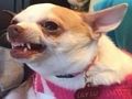 Juego ¿Qué perro meme eres?  en línea