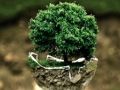 Juego Rompecabezas del medio ambiente  en línea