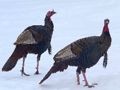 Juego Rompecabezas de pavo salvaje  en línea