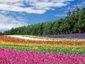 Juego Rompecabezas de jardín de flores de colores  en línea