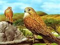 Juego Diapositiva de aves rapaces  en línea