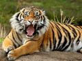 Juego Rompecabezas de animales Tigre  en línea