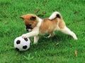 Juego Cachorro Juguetón Rompecabezas al Aire Libre  en línea